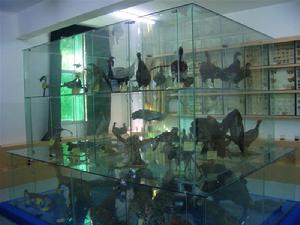 四川大學動物標本館 四川大學動物標本館