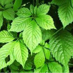 五葉參屬 五葉參屬