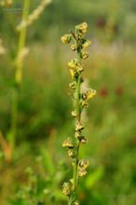 尖裂葉蒿 尖裂葉蒿