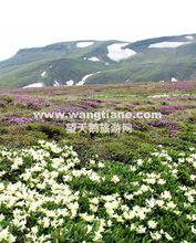 長白山天池南坡