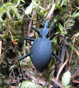 食蝸步甲 食蝸步甲