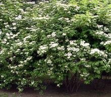 天目瓊花 園林種植