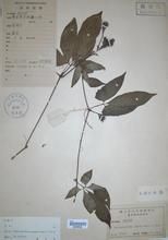 趾葉瓜蔞 趾葉瓜蔞