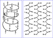 蛋白質的二級結構
