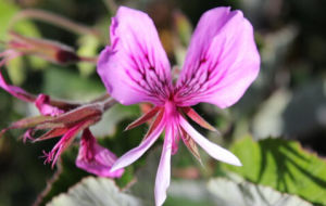 心葉香草 心葉香草