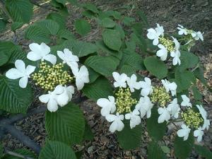 2011年4月28日拍攝於西安植物園