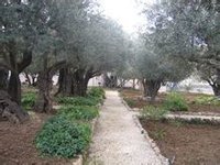 橄欖山下的客西馬尼園