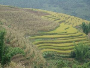 大湖南自然村 大湖南自然村