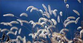 狗尾草屬 狗尾草屬