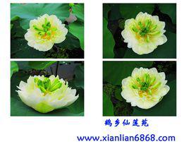 碧蓮[一種花卉名稱]