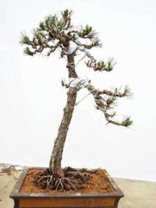 黑松盆景 黑松盆景