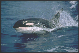 虎鯨（Killer whale）
