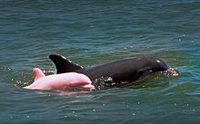 粉紅色海豚