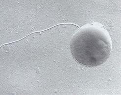 古生菌類 古生菌類