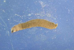 香港大蚊 香港大蚊