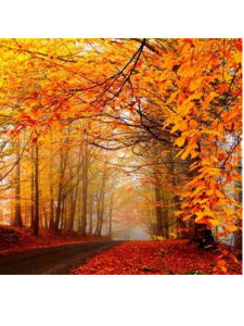 金秋時節 金秋時節