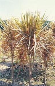 紅邊竹蕉 紅邊竹蕉