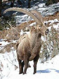 北山羊[羱羊俗名]