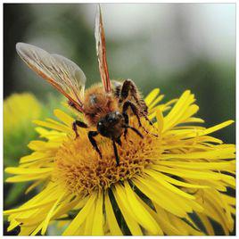 蜜蜂[兒童早教]