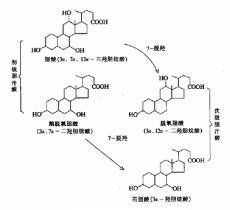 總膽汁酸 總膽汁酸
