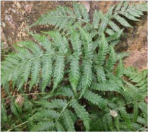 小葉鳳凰尾巴草 小葉鳳凰尾巴草