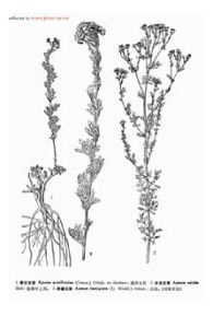 光苞亞菊 光苞亞菊