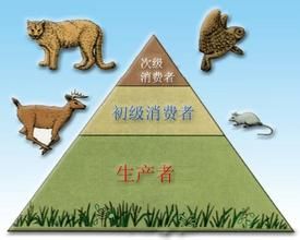 生態金字塔
