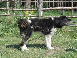 保加利亞牧羊犬