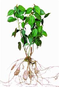 烏藥提取物 烏藥提取物