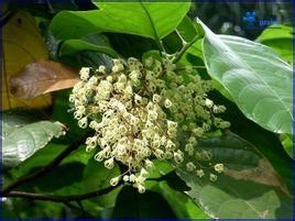 短柄蘋婆 短柄蘋婆