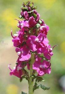 西藏鴨首馬先蒿 西藏鴨首馬先蒿