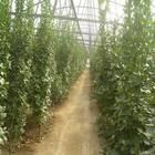 闊葉衛矛 闊葉衛矛