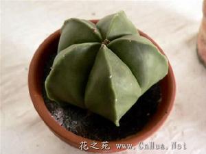 艷麗碧琉璃鸞鳳玉 艷麗碧琉璃鸞鳳玉