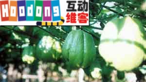 佛手瓜四款 佛手瓜四款