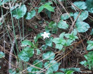 愛地草屬 愛地草屬