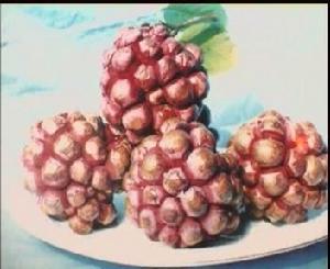 冷飯糰[木蘭科植物]