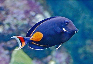 多板盾尾魚 多板盾尾魚