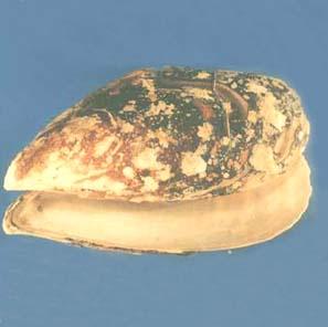 厚殼貽貝