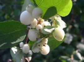 尖頭蹄蓋蕨（原變種）