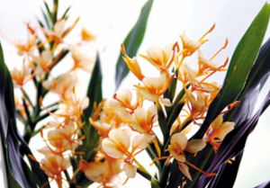 紅絲姜花 紅絲姜花