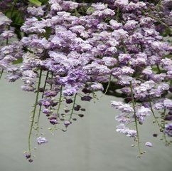 多花紫滕 多花紫滕