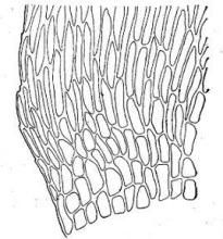 卷葉粗枝蘚 卷葉粗枝蘚