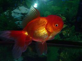宮廷金魚 宮廷金魚