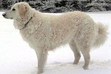 匈牙利庫瓦茲犬