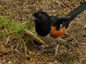 棕肋唧鵐 棕肋唧鵐