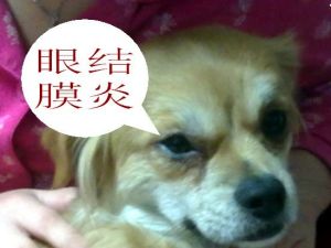 犬結膜炎