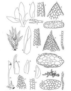 急尖鳳尾蘚 急尖鳳尾蘚