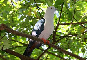 藍尾皇鳩 藍尾皇鳩