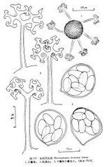 本間叉絲殼 本間叉絲殼