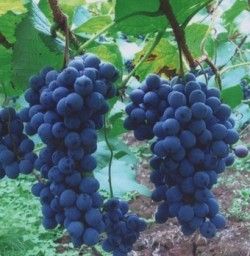 華南美麗葡萄 華南美麗葡萄